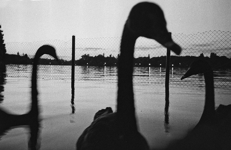 Black Swans at Dusk, Bucharest 2011